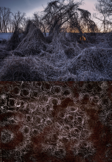 6 Kudzu