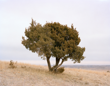 Copy of Tree Roosevelt Natl Park